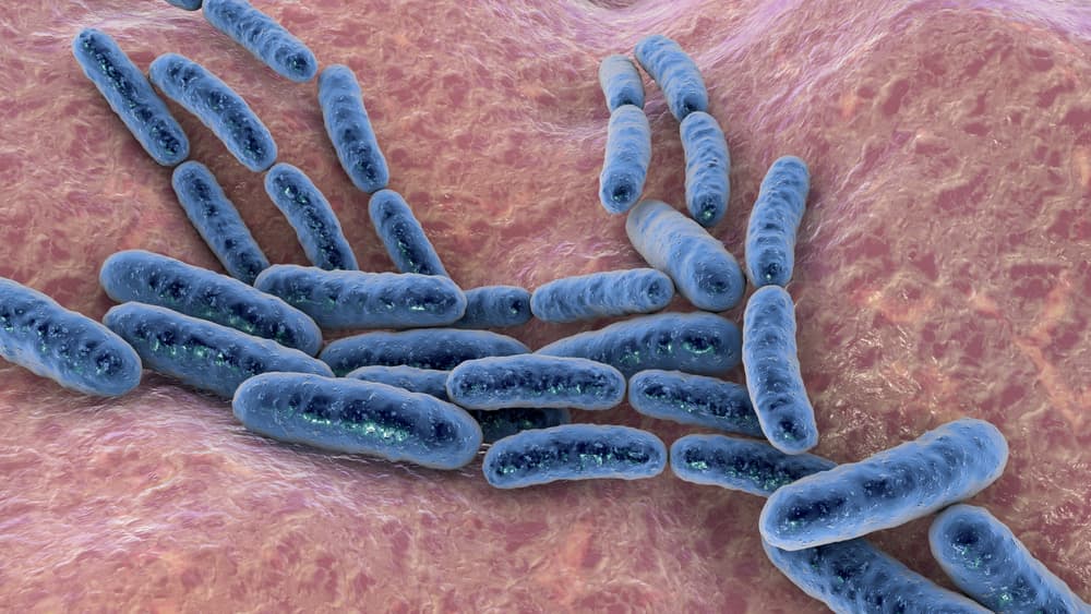 lactobacillus ingredient used in fungus destroyer by phytage