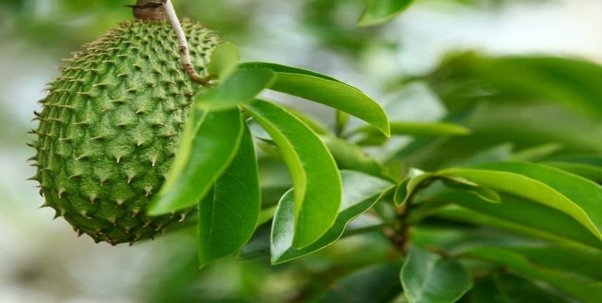 Graviola leaf powder in myco nuker ingredients Graviola leaf powder in myco nuker ingredients