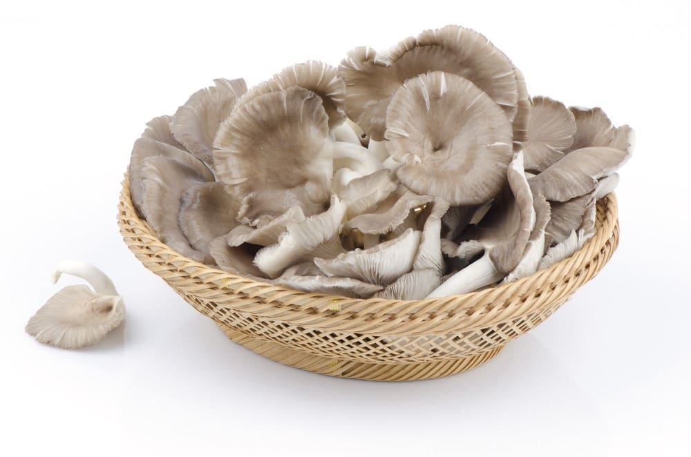 Mushroom complex present in myco nuker Mushroom complex present in myco nuker