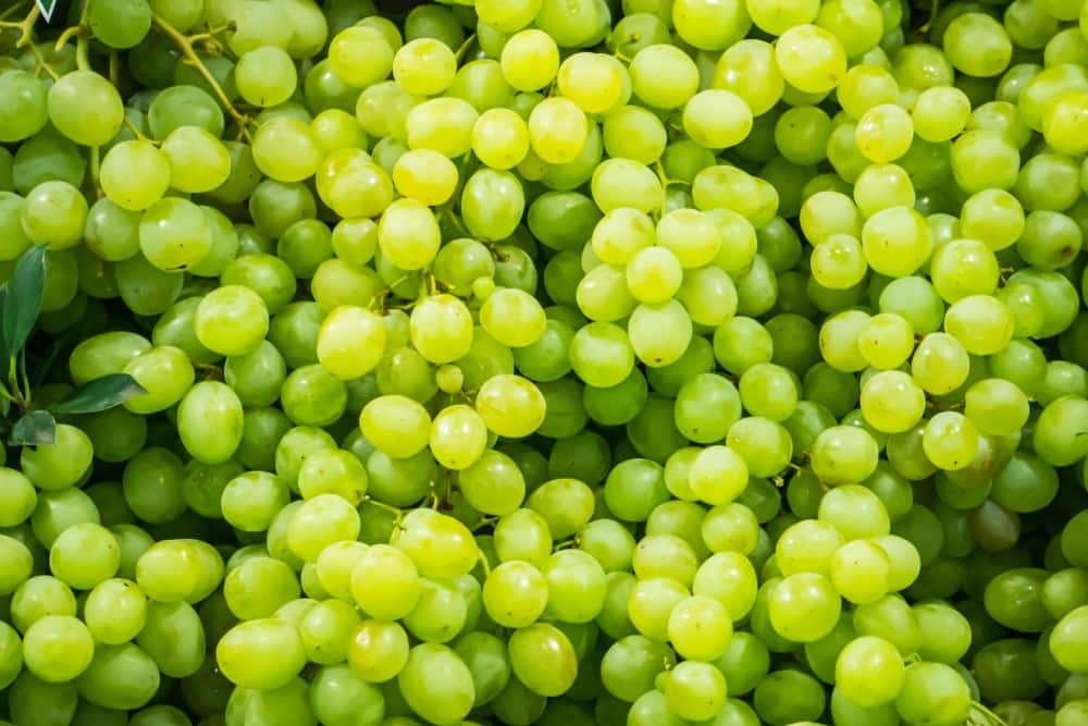 Grape seed extract in fungus hack Grape seed extract in nutrition hacks fungus hack